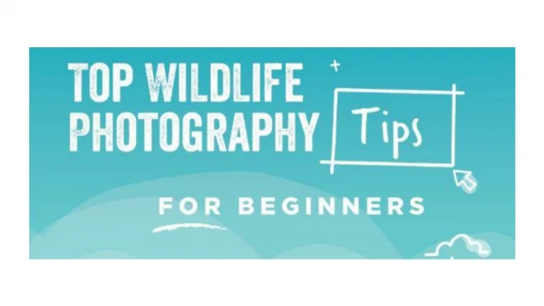 Top wildlife photography tips for beginners- ROL Cruise