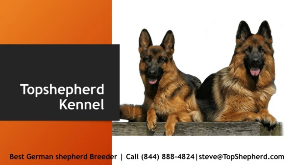 Trained German Shepherd for sale California | Topshepherd kennel