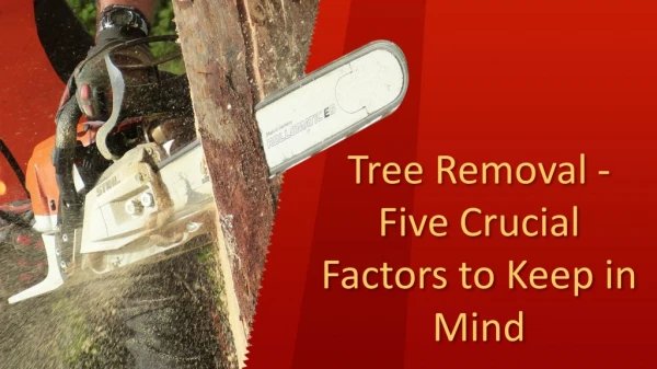 Tree Removal - Five Crucial Factors to Keep in Mind