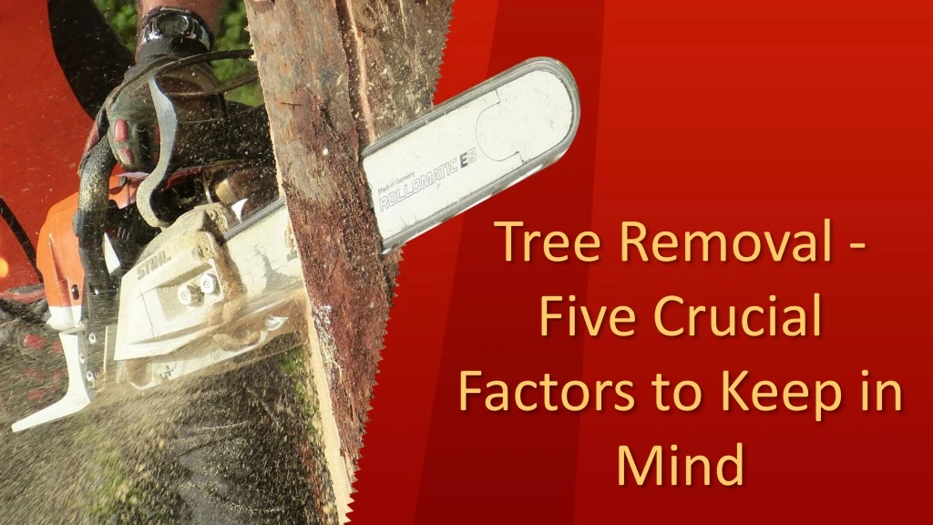 tree removal five crucial factors to keep in mind