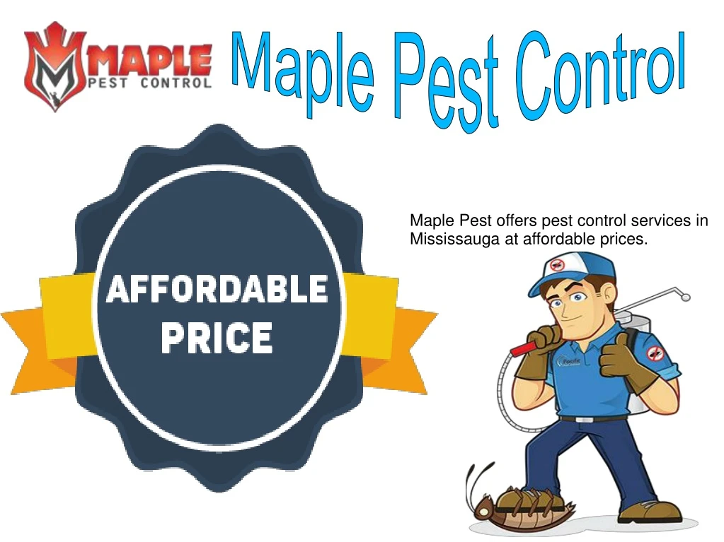 maple pest control