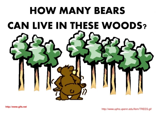 HOW MANY BEARS CAN LIVE IN THESE WOODS?