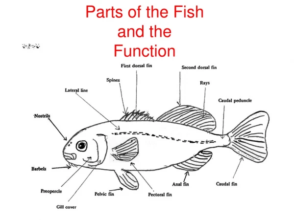 Parts of the Fish and the Function