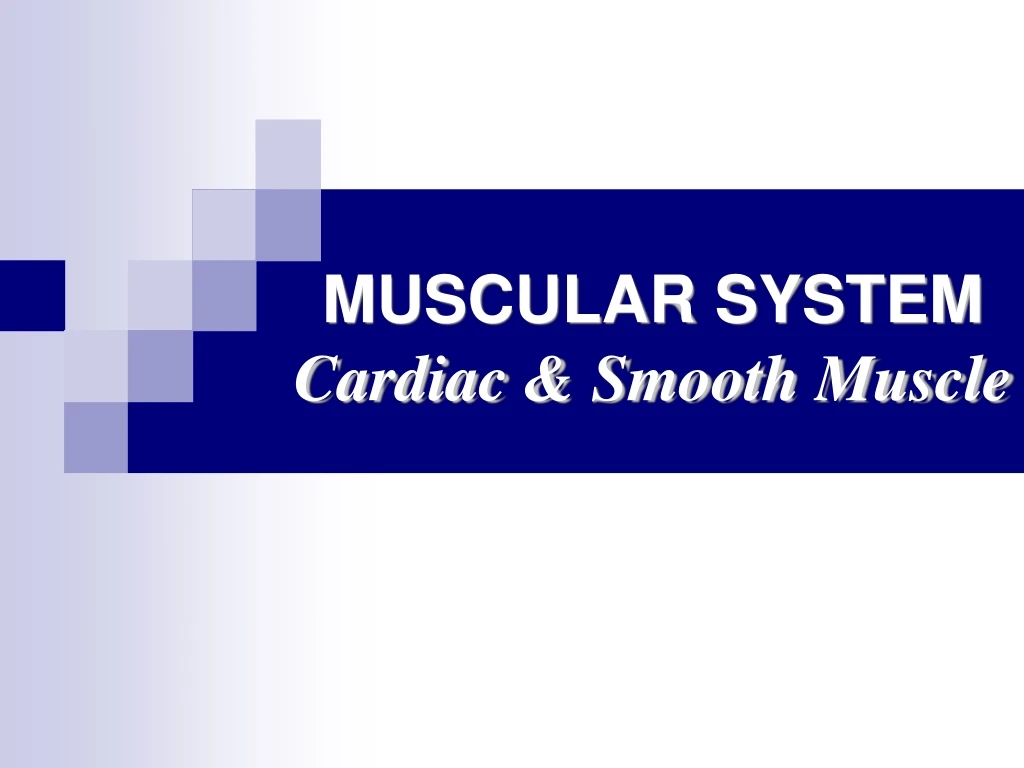 muscular system cardiac smooth muscle