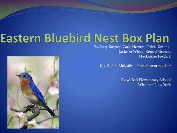 Eastern Bluebird Nest Box Plan