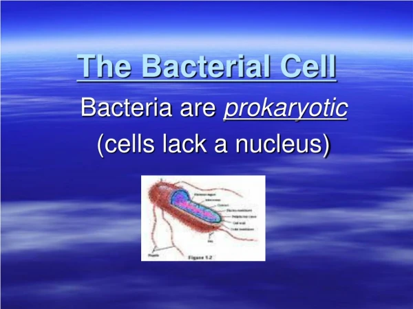 The Bacterial Cell