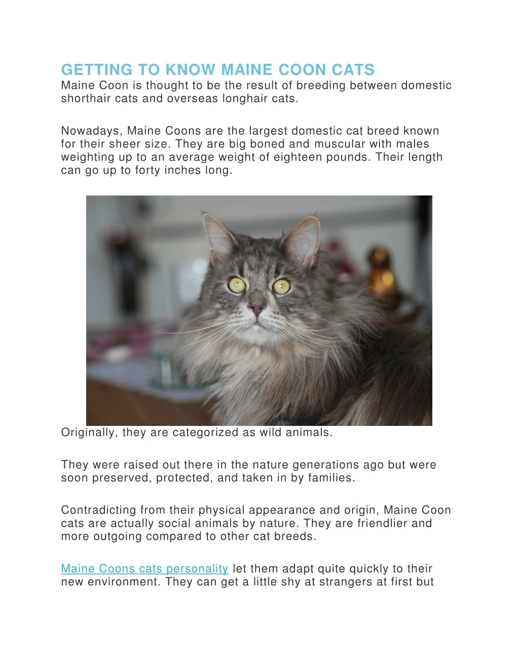 getting to know maine coon cats maine coon