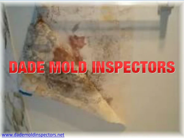 Mold Removal Miami Fl | Dade Mold Inspectors