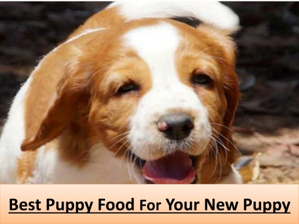 Best Puppy Food For Your New Puppy