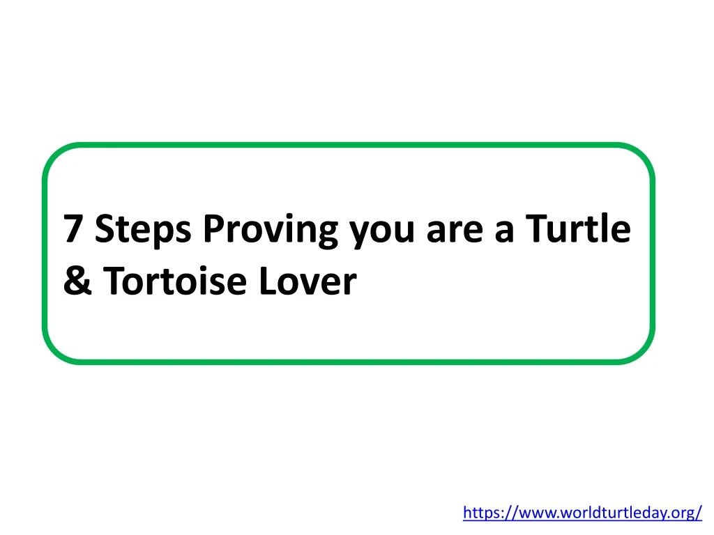 7 steps proving you are a turtle tortoise lover