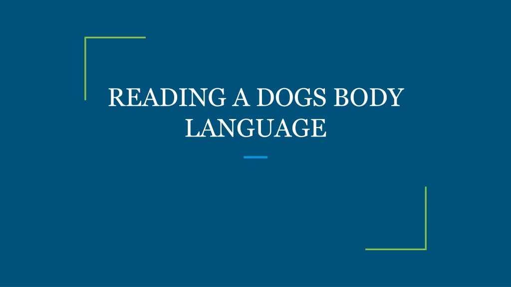 reading a dogs body language
