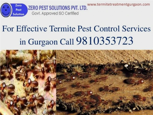 100% secure Pest control Gurgaon, dial 91-9810353723