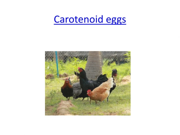 Carotenoid eggs - Happy hens