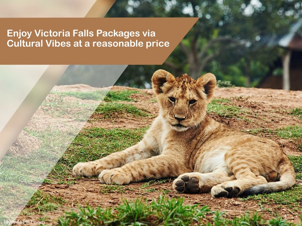 enjoy victoria falls packages via cultural vibes at a reasonable price