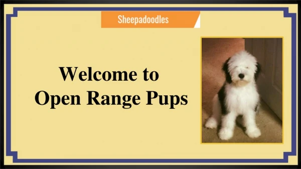 Sheepadoodle Puppies for Sale Eckert,CO | Open Range Pups