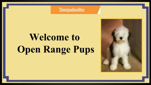 Adult Sheepadoodle for Sale Colorado | Open Range Pups