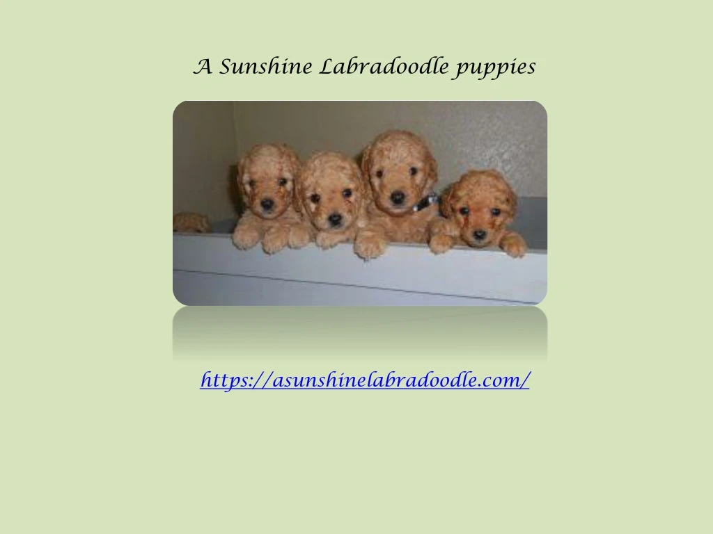 a sunshine labradoodle puppies