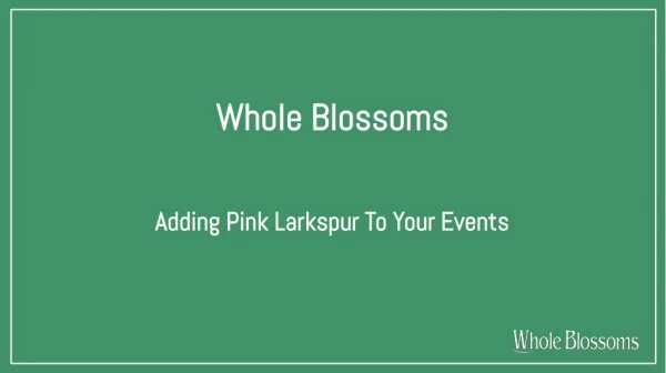 Get Pink Larkspur Filler Flowers for Special Events