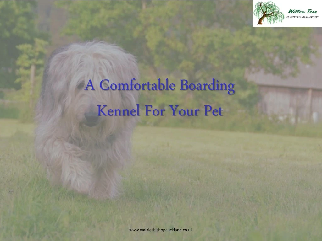 a comfortable boarding kennel for your pet