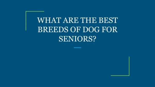 WHAT ARE THE BEST BREEDS OF DOG FOR SENIORS?