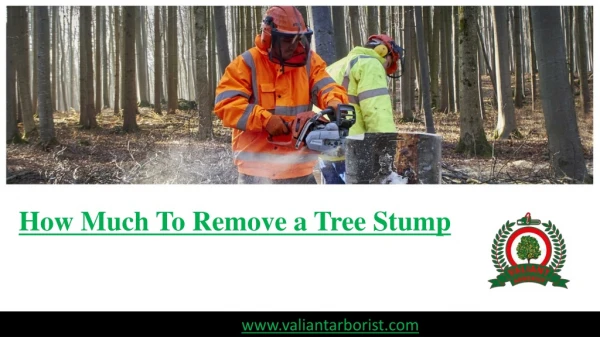 Cost to Remove a Tree Stump