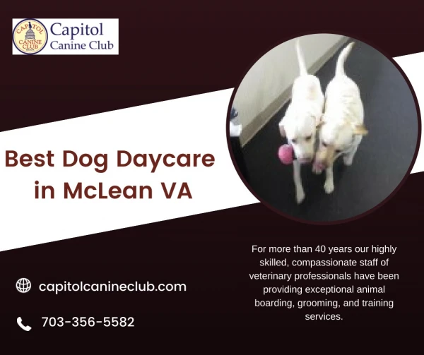 Best Dog Daycare In McLean Virginia