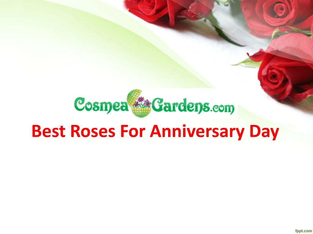 best roses for anniversary day
