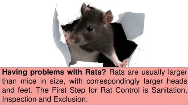 Rodent Control Services: Get Rid of Rats and Mice