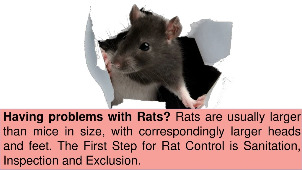 having problems with rats rats are usually larger