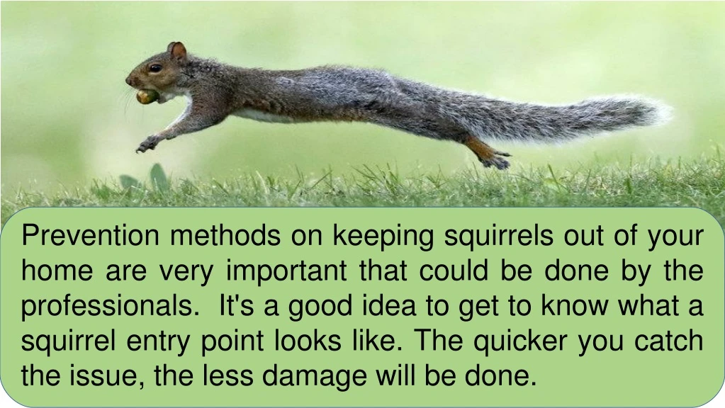 prevention methods on keeping squirrels