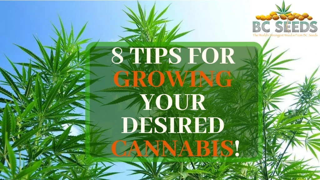 8 tips for growing your desired cannabis