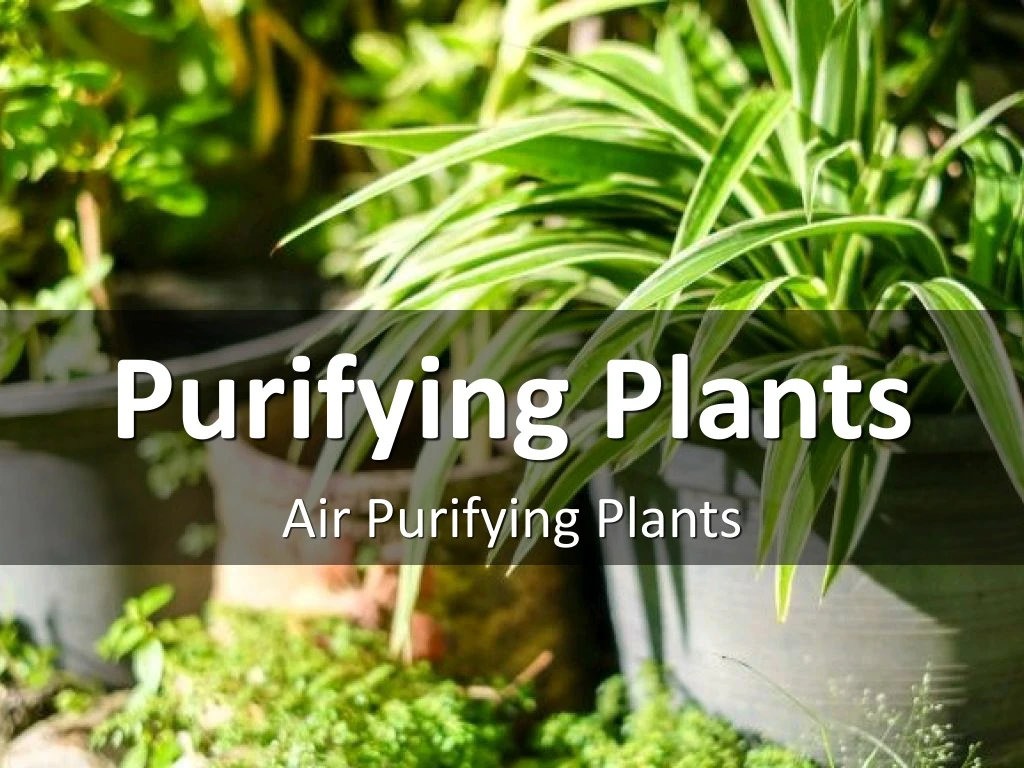 purifying plants
