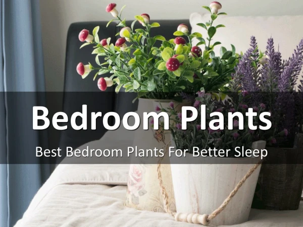 Best Bedroom Plants For Better Sleep