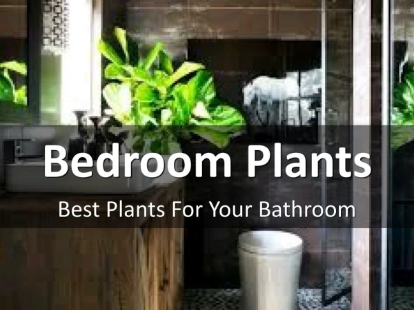 Best Plants to Put In Your Bathroom