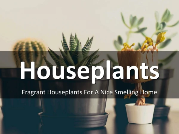 Fragrant Houseplants For A Nice Smelling Home