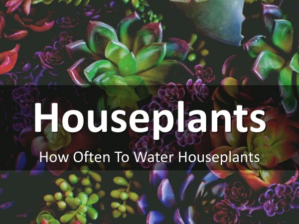 How Often To Water Houseplants