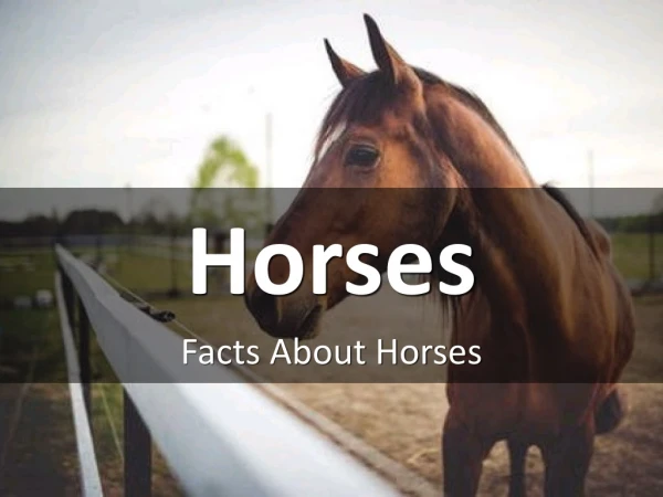 Facts About Horses