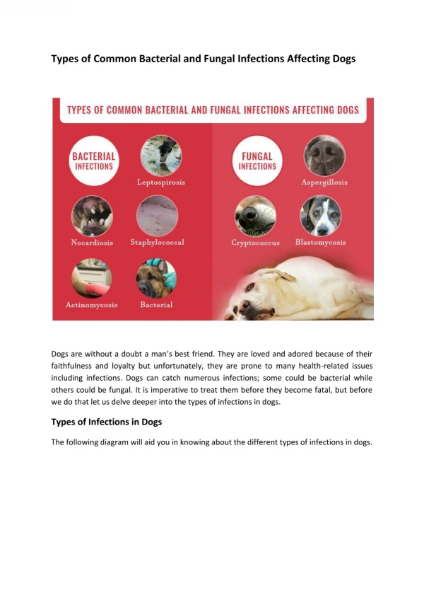 TYPES OF COMMON BACTERIAL AND FUNGAL INFECTIONS AFFECTING DOGS