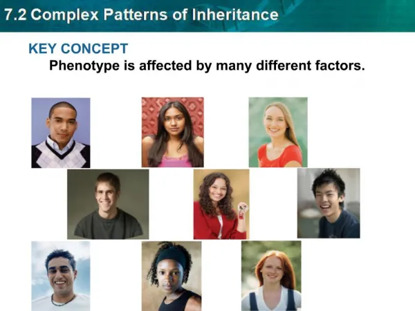 KEY CONCEPT Phenotype is affected by many different factors.