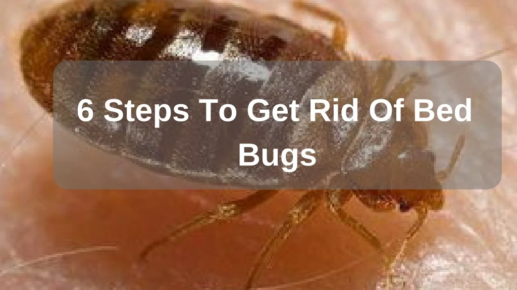 6 steps to get rid of bed bugs