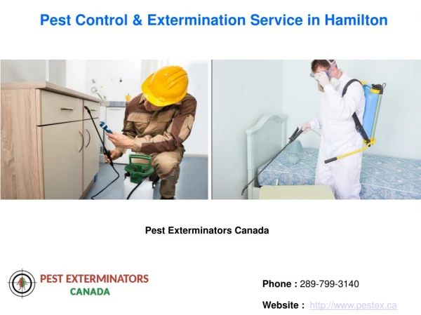 Pest Control & Extermination Service in Hamilton