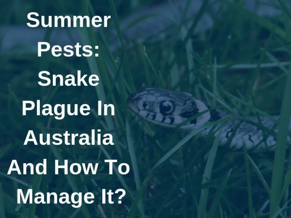 Snake Plague In Australia And How To Manage It?