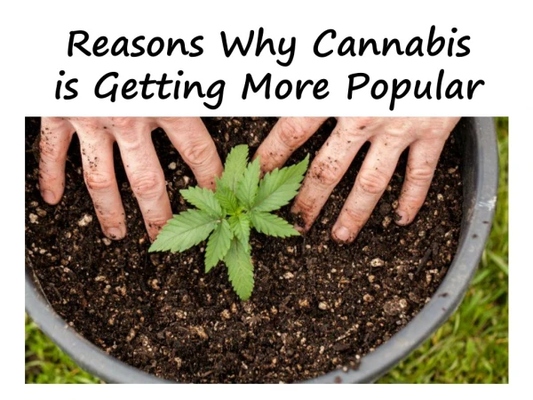 Reasons Why Cannabis is Getting More Popular