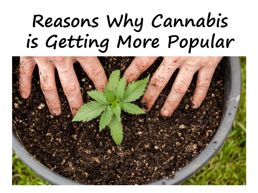 reasons why cannabis i s getting more popular