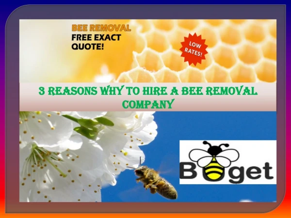 3 Reasons why to Hire A Bee Removal Company