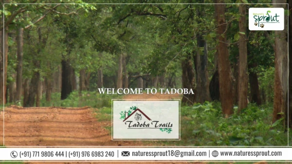 Tadoba Trails - Best Resorts in Tadoba near Moharli Gate