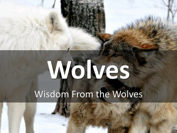 Wisdom From the Wolves