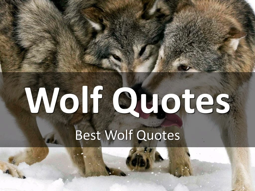 wolf quotes