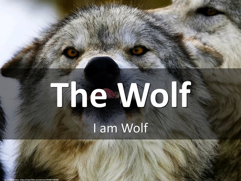 the wolf