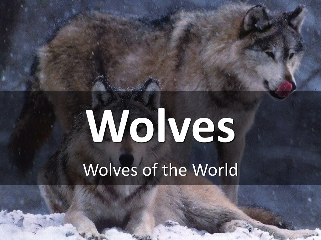 wolves